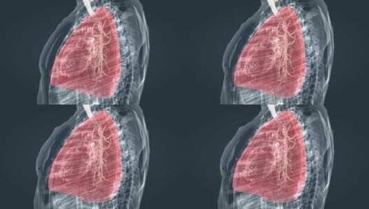 医学人体奥秘支气管肺部肺炎呼吸疾病上呼吸高清在线视频素材下载