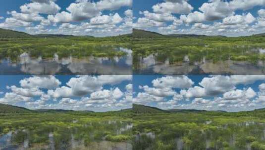 航拍湿地公园沼泽水草高清在线视频素材下载