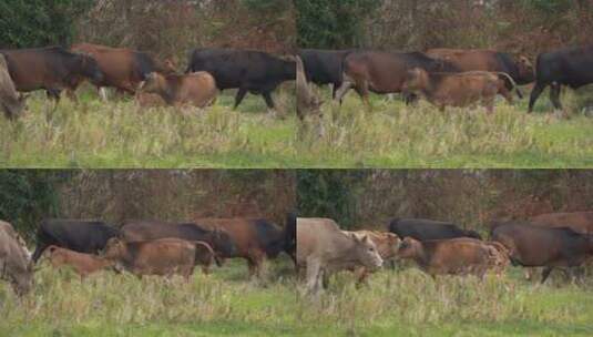 散养的牛群高清在线视频素材下载