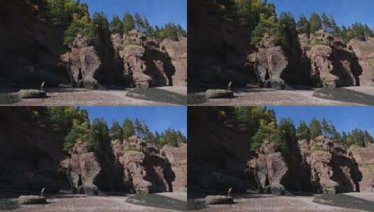 岩石上的树木景观高清在线视频素材下载