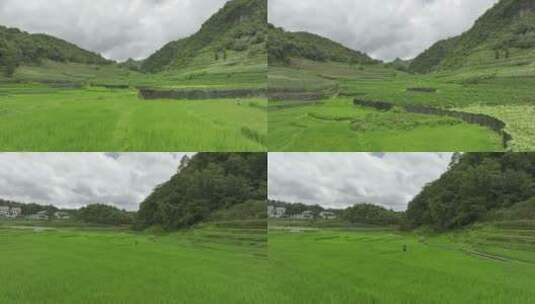 田地水稻航拍高清在线视频素材下载