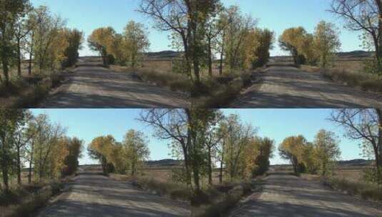 乡村道路两旁的树木天际线景观高清在线视频素材下载