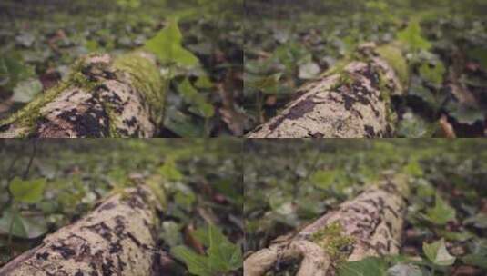 苔藓生长在倒下的树枝上高清在线视频素材下载