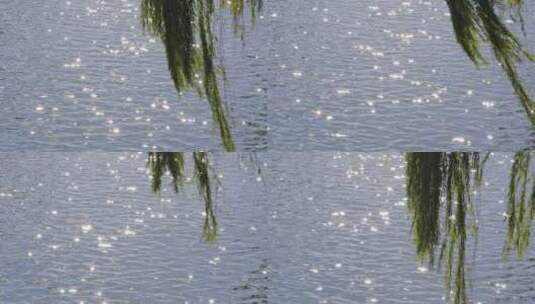 【空镜】4K河湖水面阳光柳树波光-虚焦变焦高清在线视频素材下载
