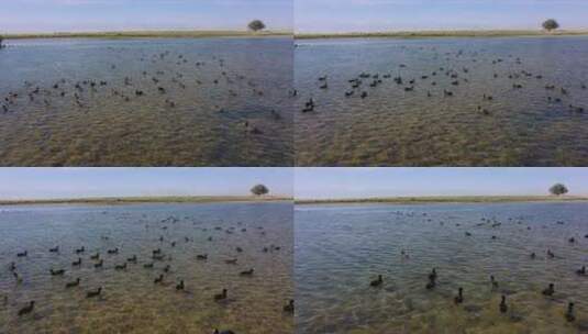 西北农村湖泊鸟群高清在线视频素材下载