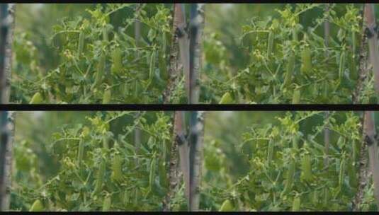 新鲜的绿色豌豆荚高清在线视频素材下载