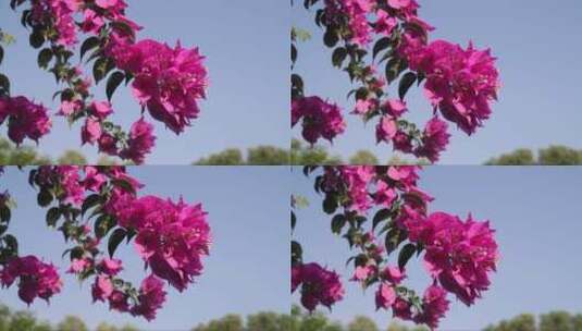 粉红色的花朵在微风中移动高清在线视频素材下载