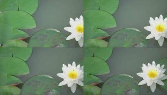 池塘里漂亮的白色睡莲高清在线视频素材下载