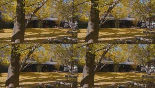 银杏村院子中的银杏叶从树上飘落高清在线视频素材下载