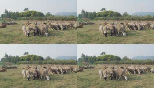 一群山羊绵羊在草地吃草高清在线视频素材下载