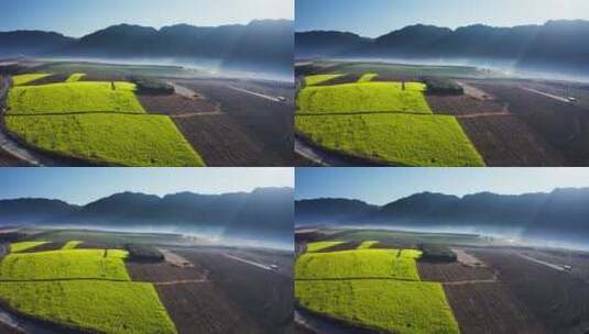 清晨薄雾中金黄的油菜花田地高清在线视频素材下载