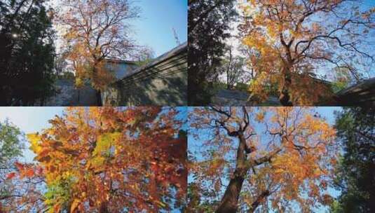 秋天唯美小清新金黄色树叶视频素材高清在线视频素材下载