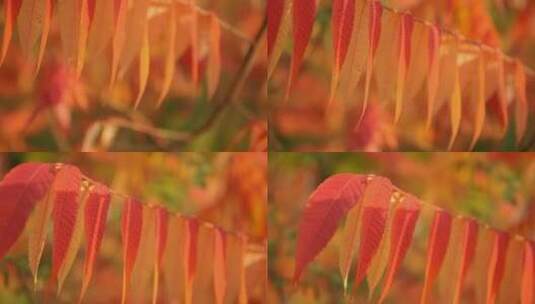 秋天树叶视频高清在线视频素材下载