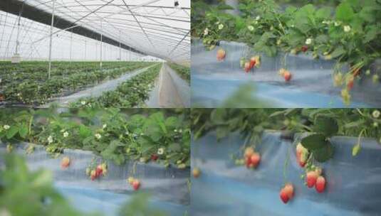 草莓大棚草莓种植基地高清在线视频素材下载