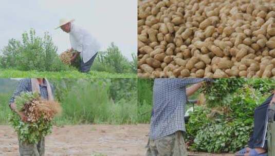 花生产地高清在线视频素材下载