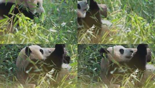 侧面特写大熊猫吃竹子高清在线视频素材下载