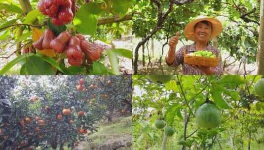 水果采摘高清在线视频素材下载