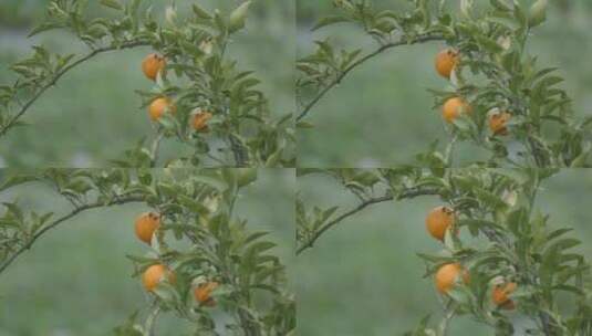 雨中橘子树4K高清在线视频素材下载