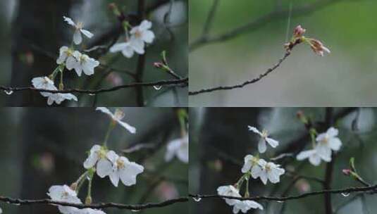 春天春雨樱花唯美升格空镜合集高清在线视频素材下载