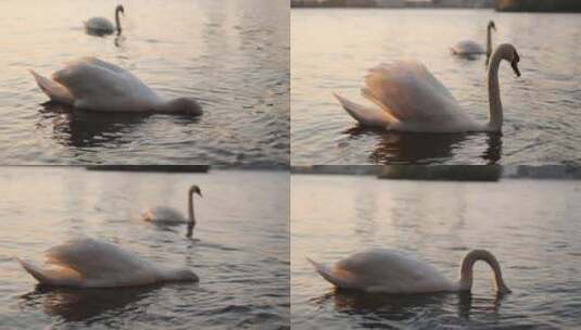 湖中的天鹅优美天鹅游泳摇尾巴鸳鸯戏水高清在线视频素材下载