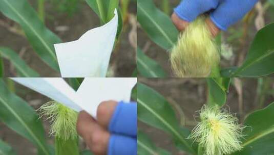 玉米 玉米授粉 (20)高清在线视频素材下载