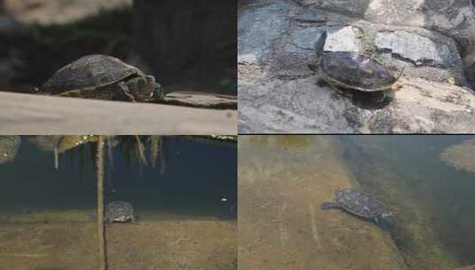 乌龟爬行高清在线视频素材下载