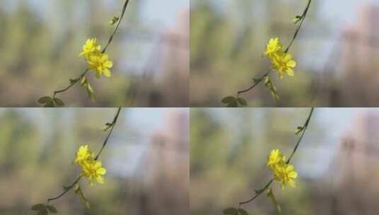 迎春花110486高清在线视频素材下载