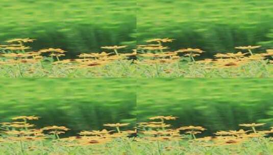 4k竖屏实拍草地野花金光菊高清在线视频素材下载