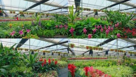 鲜花种植基地温室大棚高清在线视频素材下载