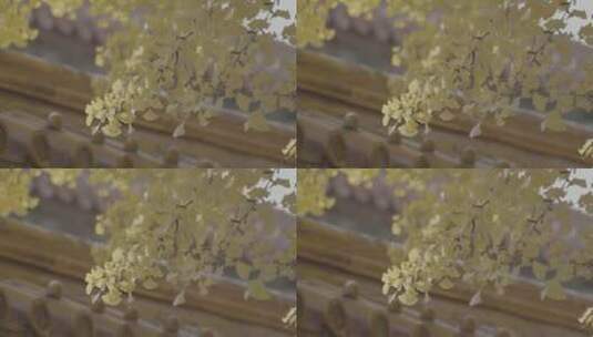 唯美故宫秋天空镜高清在线视频素材下载
