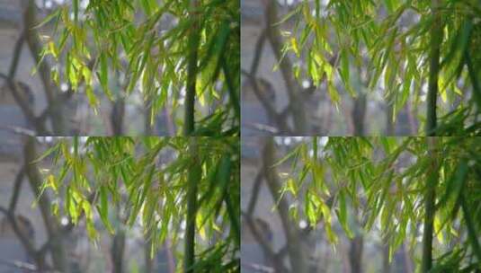 春天阳光下在微风中摇晃的竹叶高清在线视频素材下载