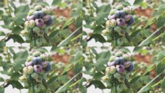 大颗蓝莓挂水珠滴特写采摘种植果汁农业大棚高清在线视频素材下载