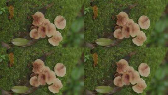 森林中的野生菌高清在线视频素材下载