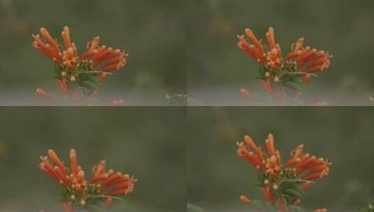 花朵实拍素材高清在线视频素材下载