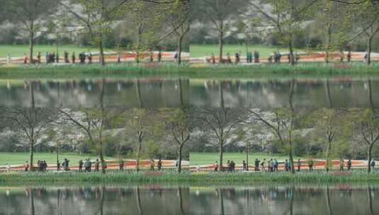 杭州太子湾 湖边被风轻轻吹动的树叶高清在线视频素材下载
