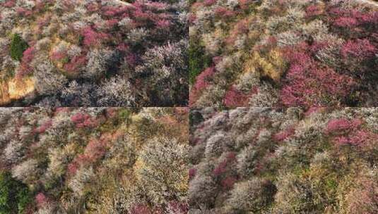 浙江湖州春日梅花梅园铁佛寺近景高清在线视频素材下载