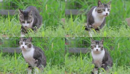 狸花猫特写，狸花猫吃草特写，中华田园猫高清在线视频素材下载