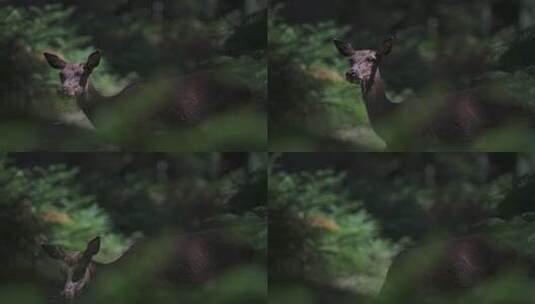 森林里野鹿吃树叶的特写高清在线视频素材下载