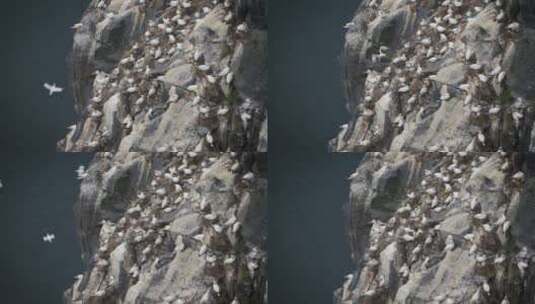 成群信天翁海鸟悬崖栖息高清在线视频素材下载