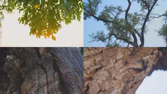拍摄千年古树参天大树高清在线视频素材下载
