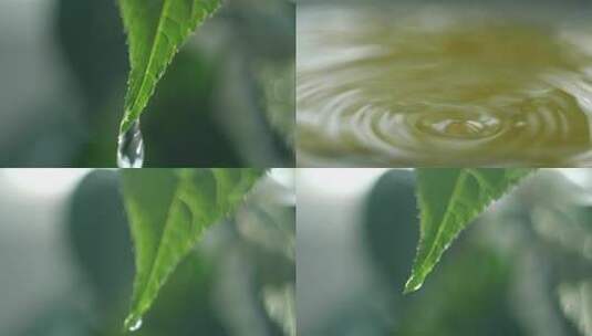 树叶滴水高清在线视频素材下载