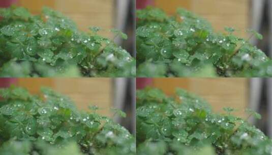绿叶水珠空镜高清在线视频素材下载