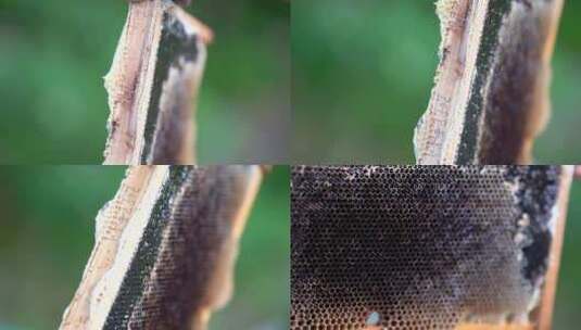 养蜂人蜂农采蜂蜜高清在线视频素材下载