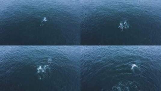 三头座头鲸在海面上航行高清在线视频素材下载
