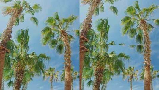 棕榈树 热带海边树木高清在线视频素材下载