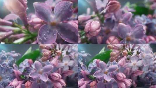 微距特写盛开的丁香花、紫紫的水滴高清在线视频素材下载