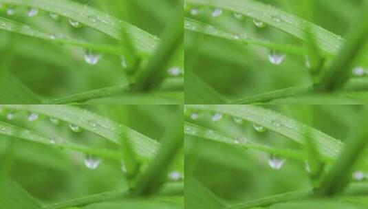 叶子上的露珠水珠雨珠特写高清在线视频素材下载