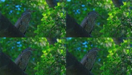 观鸟 黑冠鳽亚成鸟高清在线视频素材下载