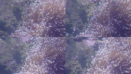 珊瑚 海底世界高清在线视频素材下载