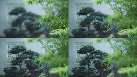 传统中式园林围墙和植物高清在线视频素材下载